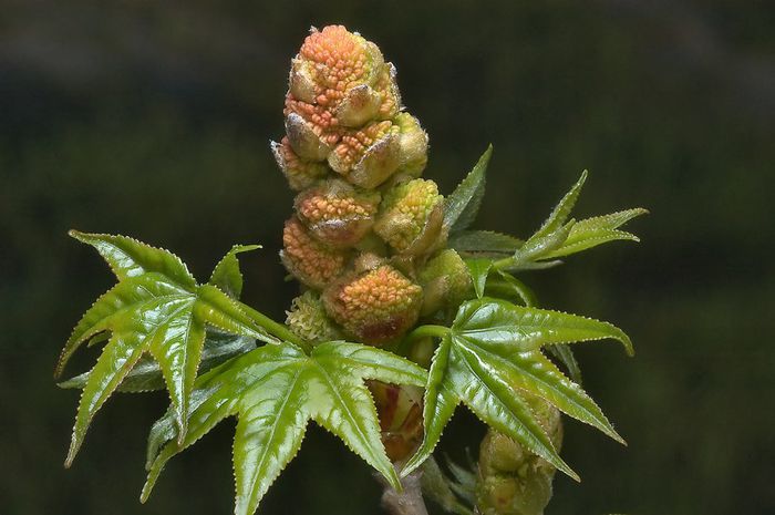 Arborele de guma-inflorescenta masculina; (Liquidambar styraciflua)
