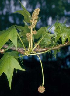 Arborele de guma-flori masc si fem; (Liquidambar styraciflua)inflorescenta masculina este situata deasupra florii feminine
