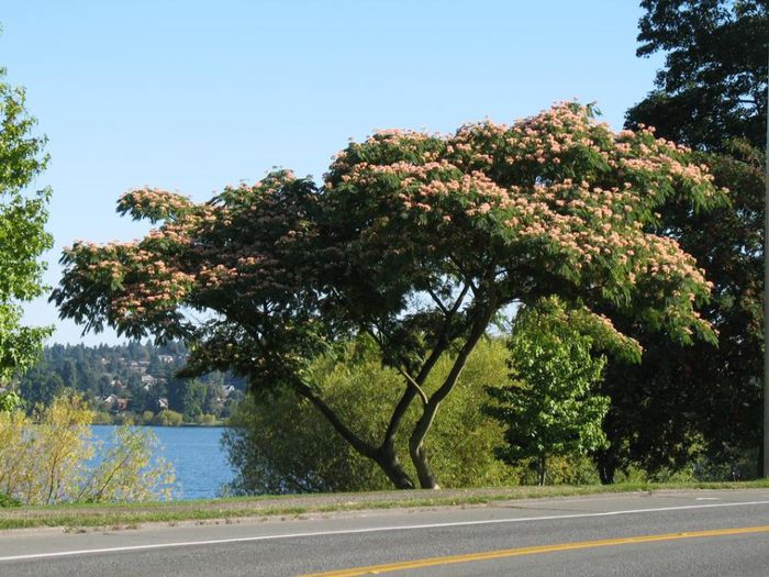 Arborele de matase; (Albizia julibrissin)original din S-V si E Asiei
