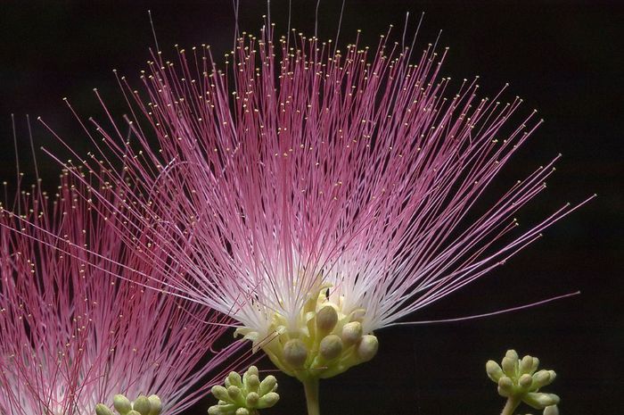 Arborele de matase-inflorescenta; (Albizia julibrissin)arborele de catifea creste are 15 m inaltime iar mimoza nu depaseste 1,5 m
