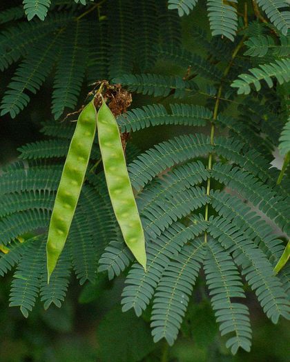 Arborele de matase-fructe; (Albizia julibrissin)fructele sint pastai
