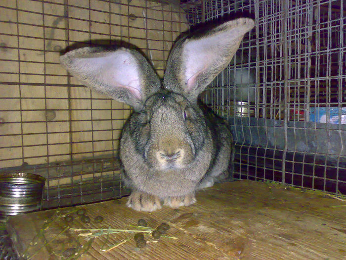 01122013242 - Iepuri