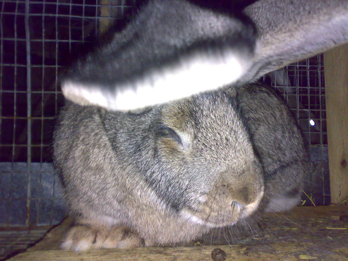 01122013243 - Iepuri