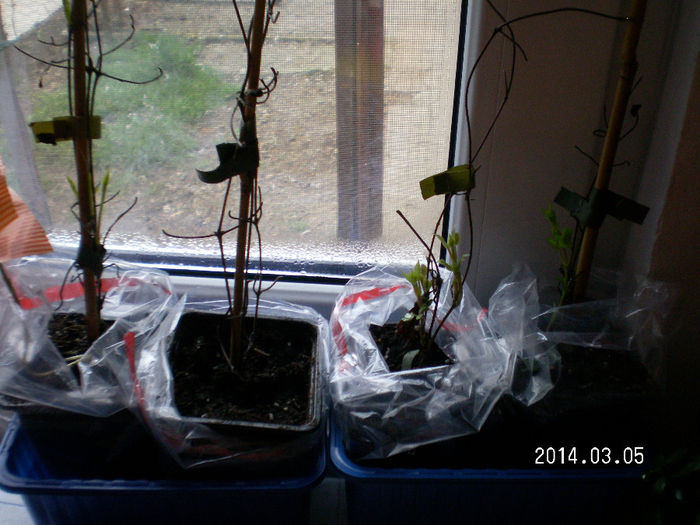 SANY0402; clematitele de la yurta..
