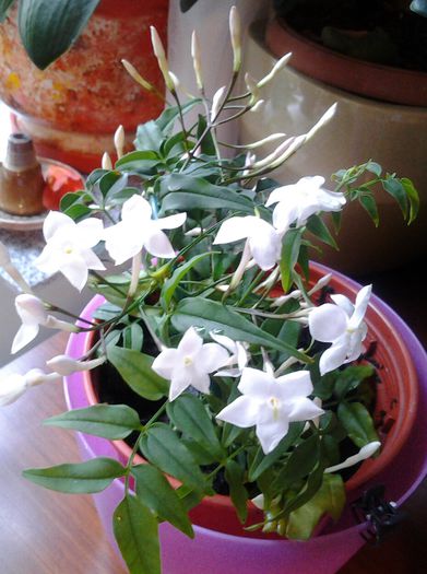 jasmin,miroase superb!