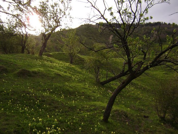 17005636 - In linistea satului