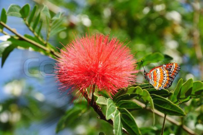 Arborele de matase; (Albizia julibrissin)florile pot avea culori de la alb -roz-portocaliu-rosu....si sint atragatoare pt fluturi si pasarele
