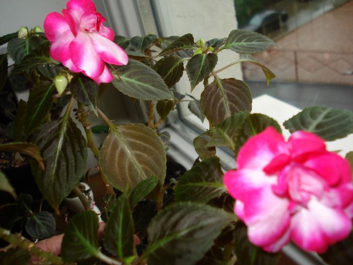 DSC06197 - Impatiens