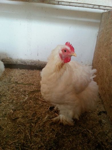 fam 1; cochi GIGANTIC
