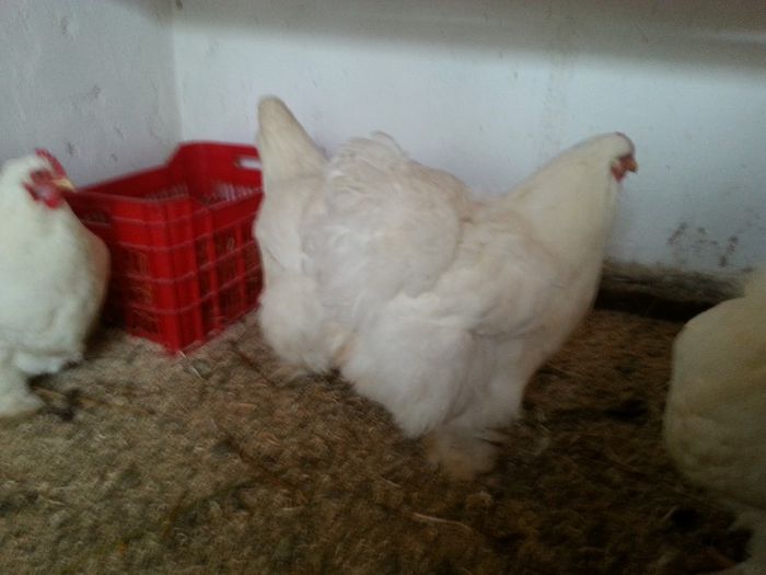 fam 1; cochi GIGANTIC
