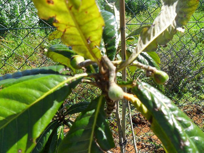 loquat cu fructe in ghiveci