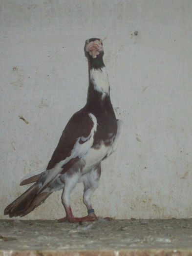 103_3315 - carieri 2013