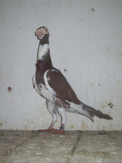 103_3318 - carieri 2013