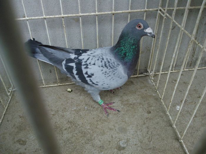 DV 08