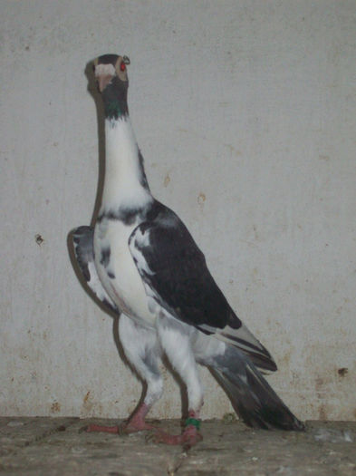 103_3330 - carieri 2013