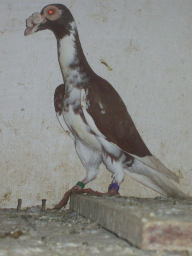 103_3335 - carieri 2013