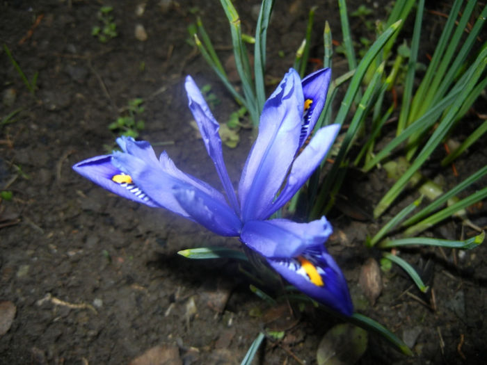 Iris reticulata Blue (2014, March 05) - Iris reticulata Blue