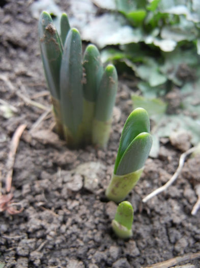 Daffodils_Narcise (2014, February 20) - 02 Garden in February