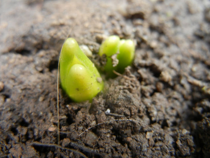 Hyacinthus_Zambila (2014, February 20) - 02 Garden in February