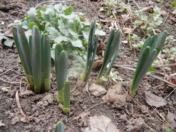 Daffodils_Narcise (2014, February 28) - 02 Garden in February