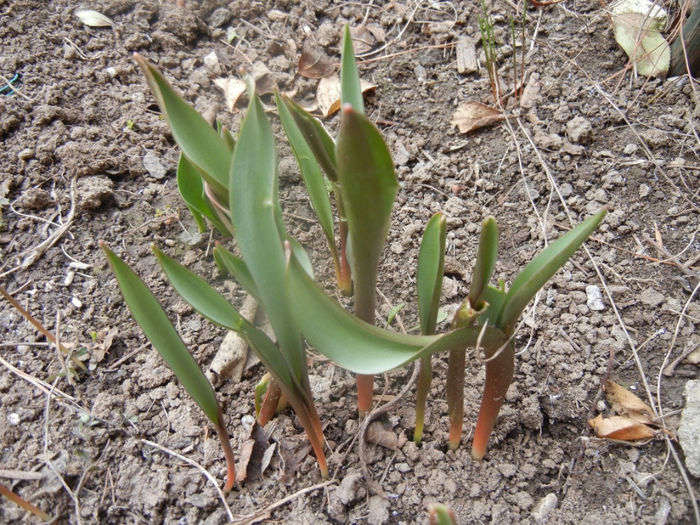 Tulips_Lalele (2014, February 28) - 02 Garden in February