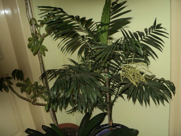 poze 2014 006/05.03.2014 Inflorit din nou