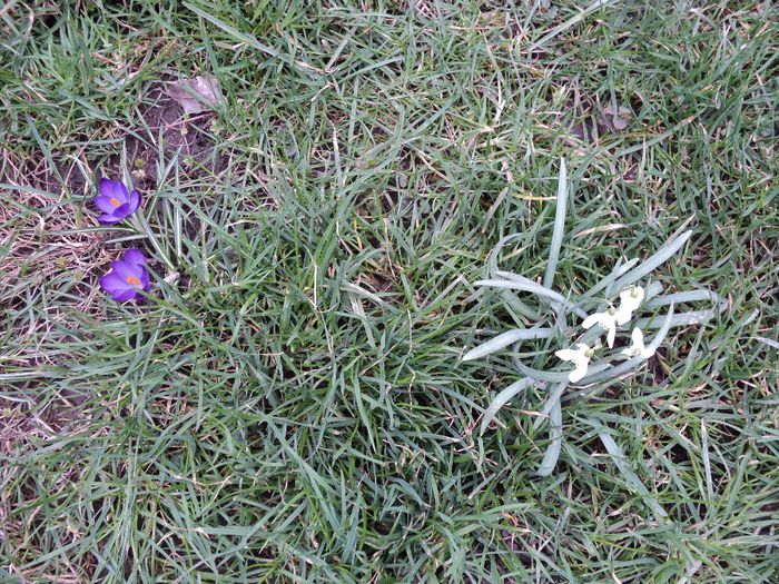 poze 2014 009/05.03 Vecini in iarba poze 2014 009/05.03 Vecini in iarba