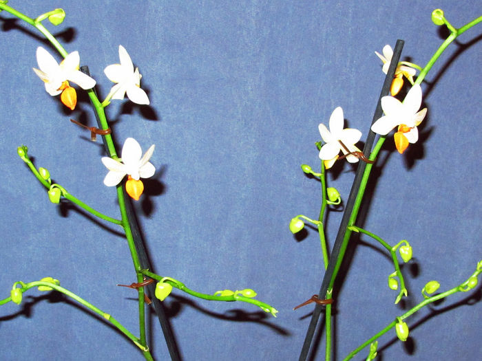 Phalaenopsis mini Mark