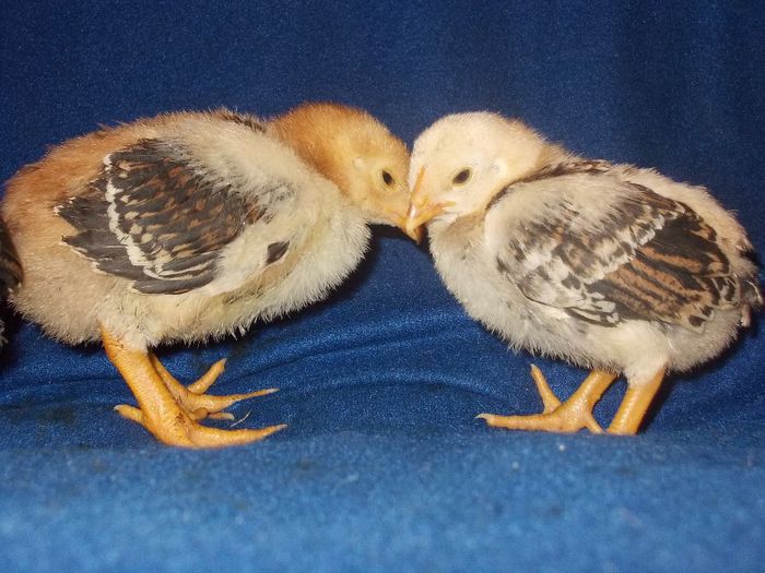 14 ZILE COMBATANT MARE SI MIC