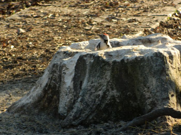 DSCN3176 - 1 MARTIE_2 2014