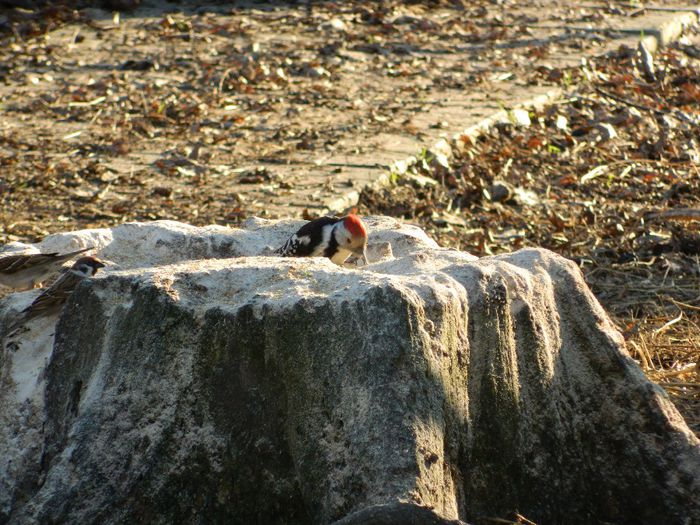 DSCN3182 - 1 MARTIE_2 2014