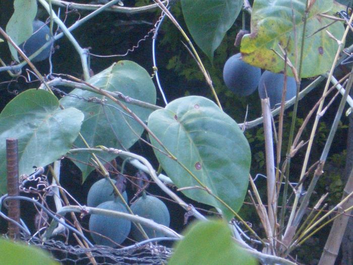 Granadilla sau fructul pasiunii galben; (Passiflora edulis var.flavicarpa)fructele verzi sint de culoare bleu si devin galbene la maturitate
