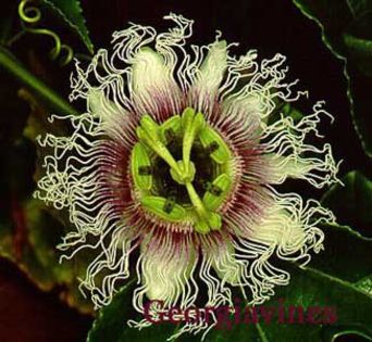 Granadilla-floare - plante-exotice_condiment-2