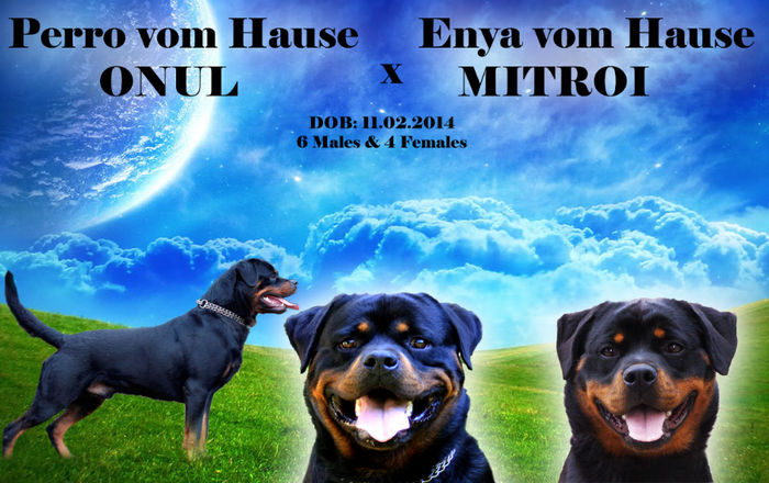 PERRO & ENYA -PARINTI PUILOR - VAND-PUI-ROTTWEILER