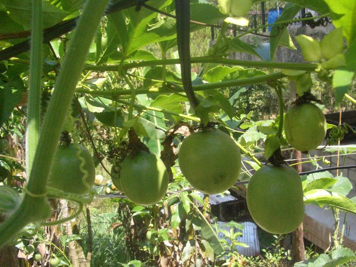 Maracuja sau fructul pasiunii purpuriu - plante-exotice_condiment-2