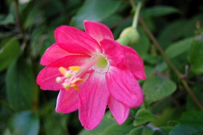 fructul pasiunii,banana-floare - plante-exotice_condiment-2