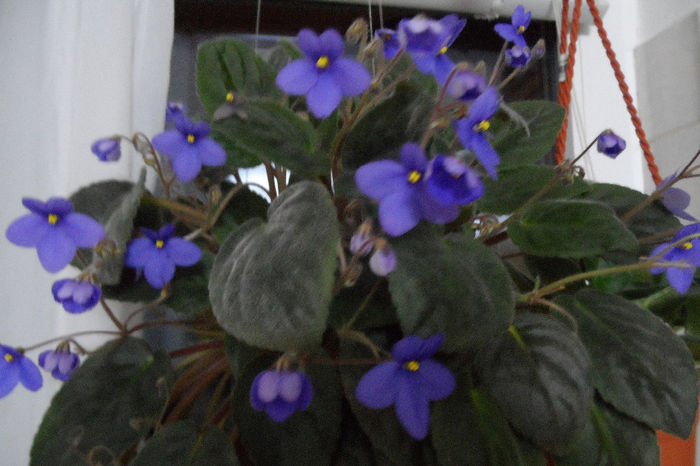 SAM_1930 - Violete africane