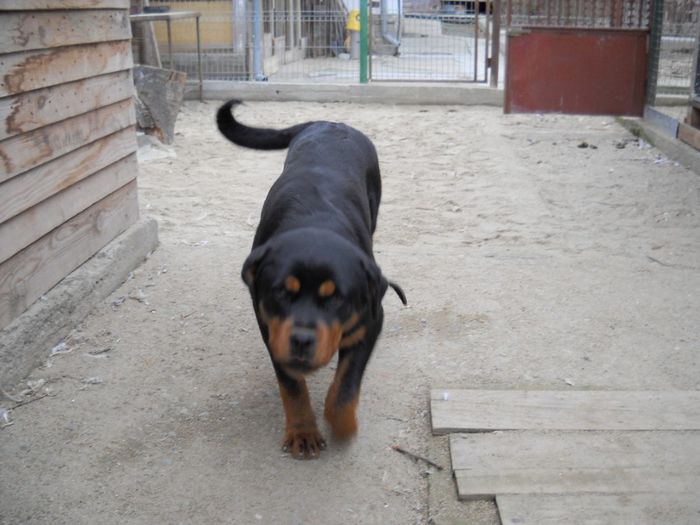 DSCN4397 - ROTWEILER TONY-un nou inceput 2014