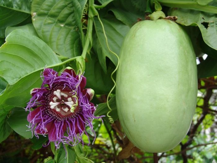 Passiflora Quadrangularis; (Passiflora Quadrangularis)fructul copt are culoare galbena
