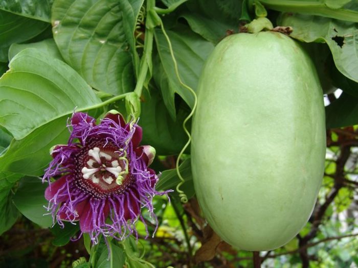 Passiflora Quadrangularis - plante-exotice_condiment-2
