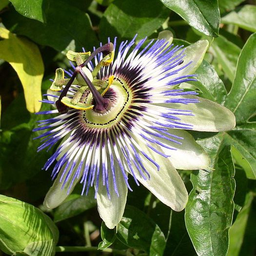 Passiflora caerulea