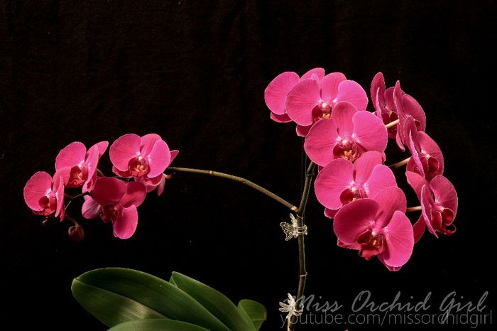 Phalaenopsis hybrid