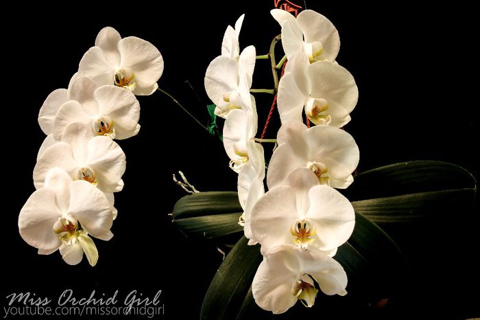 Phalaenopsis Sogo Yukidian