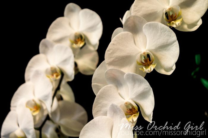 Phalaenopsis Sogo Yukidian
