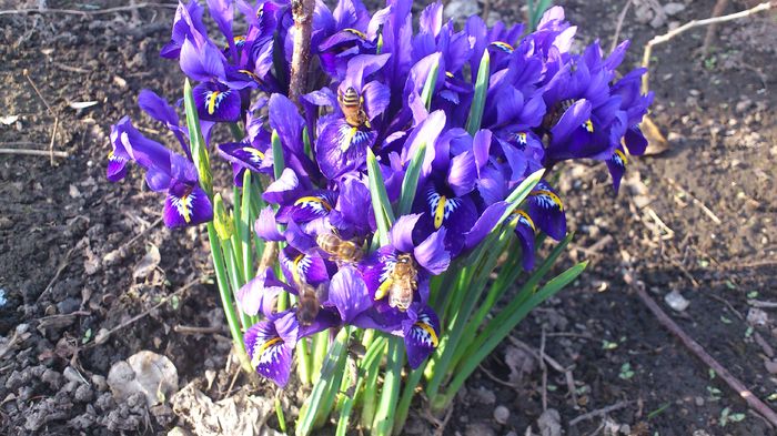 DSC_3873 - PRIMAVARA 2014