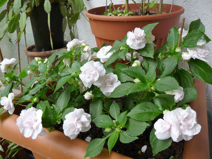 P1190610; Impatiens walleriana &#039;Rockapulco® White Double&#039;
