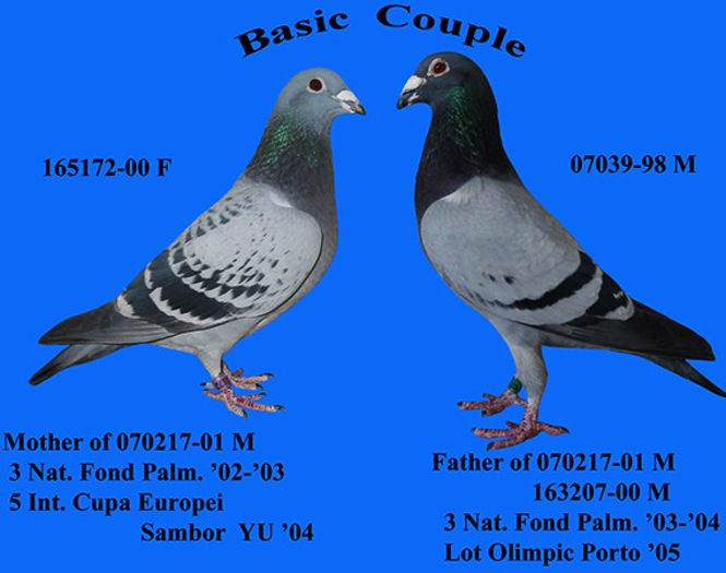 basic-Couple Petrache.Florin - cateva din originile porumbeilor mei