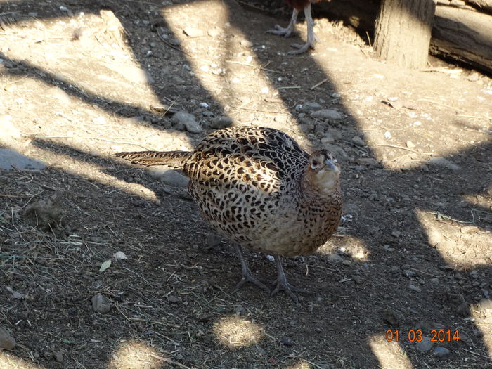 DSC00581