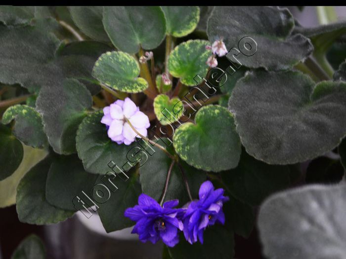 Saintpaulia Ajohn s Raquel