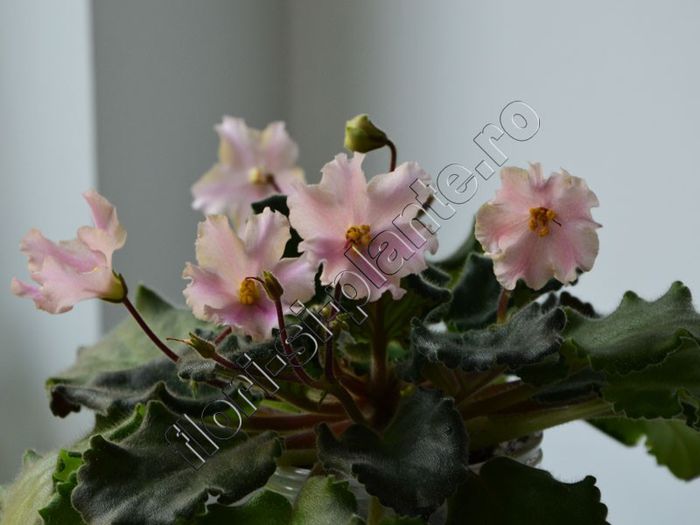 Saintpaulia Ajohn s Spinning Bells